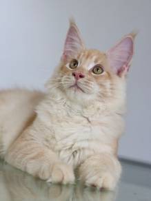 Cameo Maine Coon