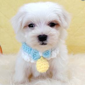 Maltese