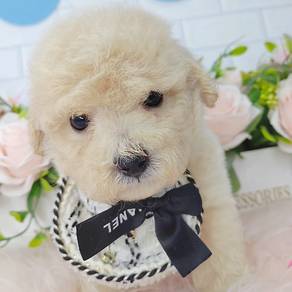 Poodle