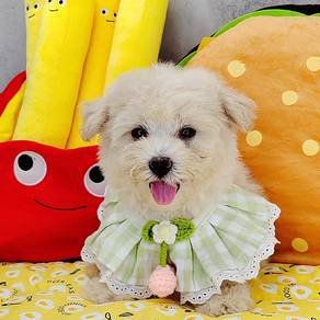 Poodle