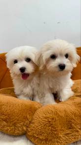 Maltese