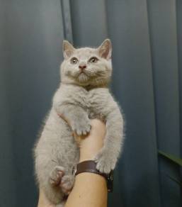 Bsh for rehome