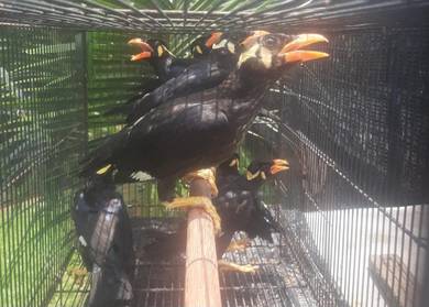 Burung tiong masa siap lesen