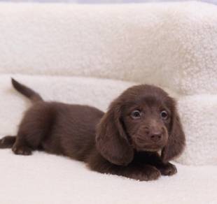 MINIATURE DACHSHUND Puppies VIP13🐻 Adorable Puppy