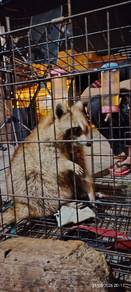 racoon betina umur 11 bulan
