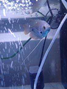 ikan kaloi gourami 