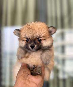 Tiny Pomeranian Puppy Available – JB & KL