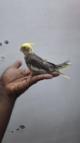 Burung cockateil