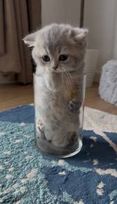 British Short Hair Kitten