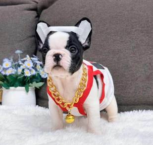 FRENCH BULLDOG PUPPIES VIP268🌻Cute & Healthy Girl