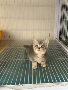 BSH munchkin kitten