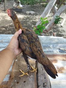 Anak Ayam Ratu 