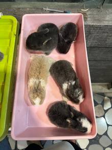 Holland lop