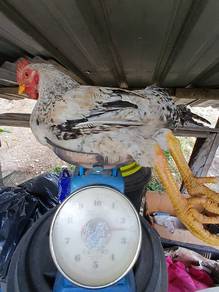 Ayam kampung Kacuk