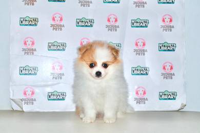 w10 Cute Pomeranian Puppy