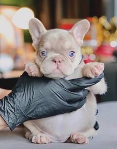 FRENCH BULLDOG PUPPIES🌻A28 Isbella New Shad