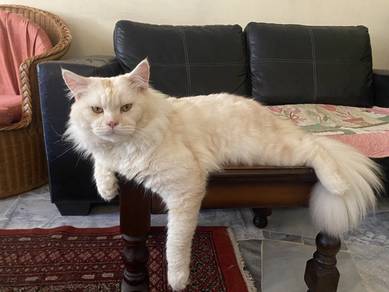 Mating Or Mengawan Pure Male Mainecoon Cat