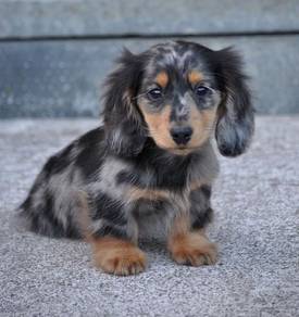 HHRR-7080 Mini Dachshund long haired Merle puppies