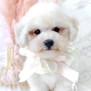 Maltipoo