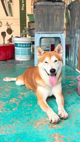 Hiro The Shiba