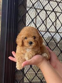 Cavapoo 3