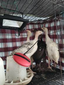 Ayam belanda