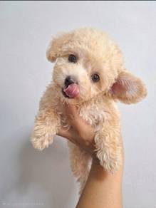 Maltipoo puppy...