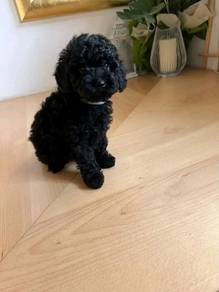 black color poodle 