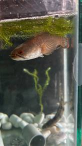 limbata