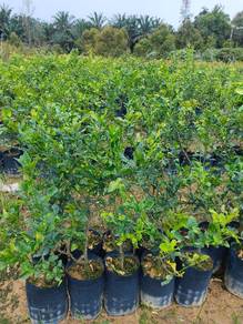 Anak pokok Limau purut 4 kaki 5 kaki