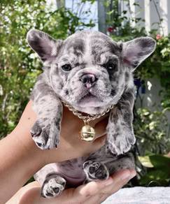 FRENCH BULLDOG PUPPIES FB289🌻Cute Puppy Available