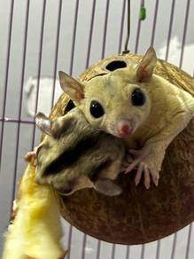 sugar glider dewasa
