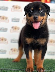 Rottweiler
