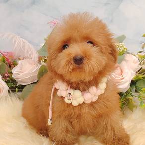Maltipoo
