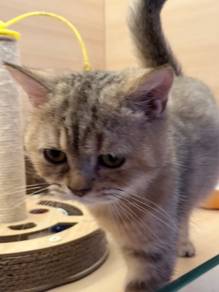 BSH Cat for sale