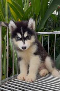 wooly husky