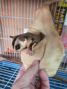sugar glider white face
