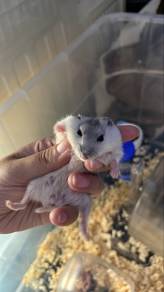 Hamster Winter White