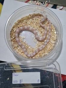 snow corn snake ular jagung
