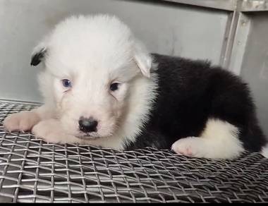 Border collie white face male