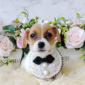Jack Russell