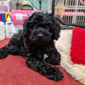 black poodle puppy 