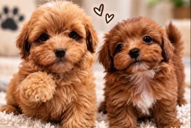 Shihpoo