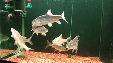 Koleksi Ikan Tempatan