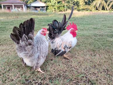 Ayam Japanese Bantam