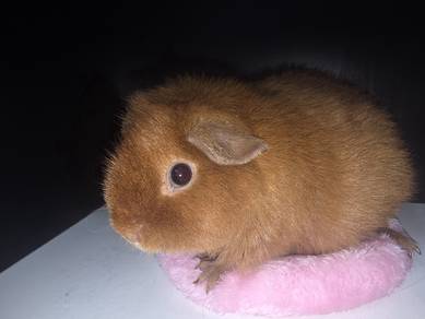 guinea pigs for sale