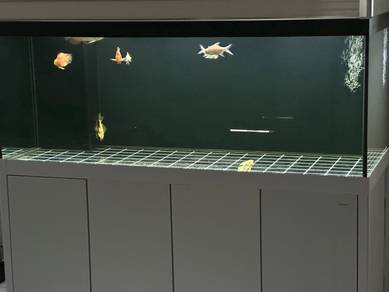 Fish Aquarium 5' x 2' x 2' - 8 months old (140826)