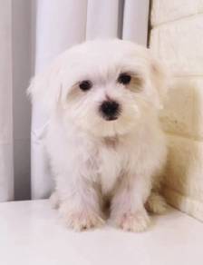 J0526 Maltese White Sweet Face Silky Puppy