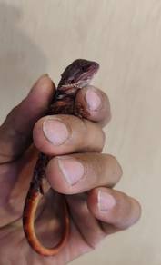 Bearded Dragon 