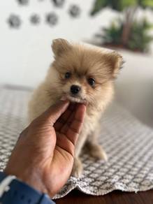 Mini Pomeranian 19